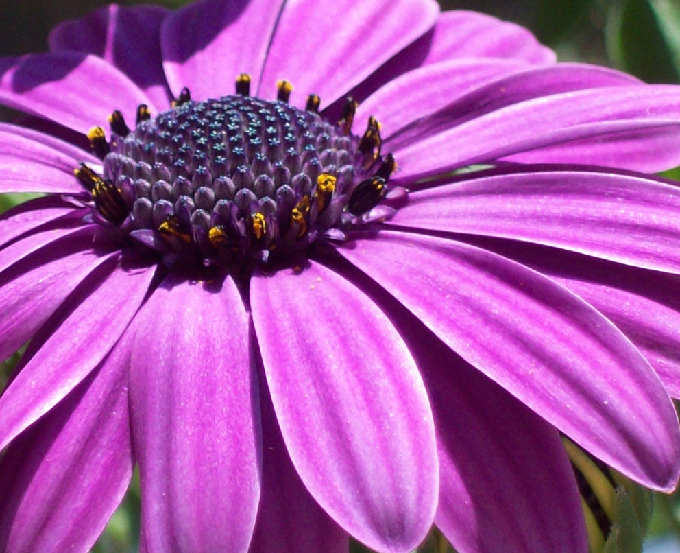 20 Exquisite and Breathtaking Photos Of Purple Flowers EntertainmentMesh