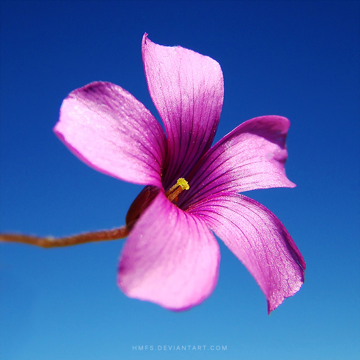 20 Exquisite and Breathtaking Photos Of Purple Flowers EntertainmentMesh