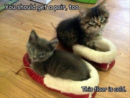 25 Cute Funny Cat Pictures With Captions 25 Cute Funny Cat Pictures With Captions