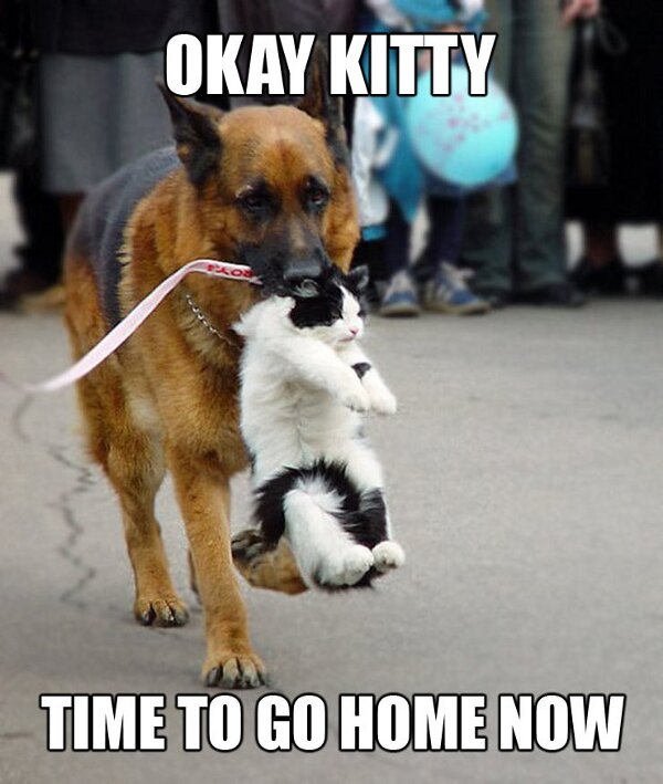 15+ Funny Cat and Dog Pics With Captions EntertainmentMesh