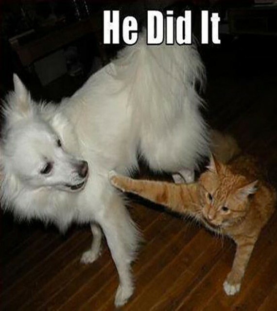 funny cat and dog pictures with captions