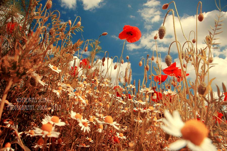 30  cool summer season pictures