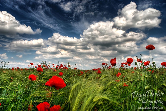 30  cool summer season pictures