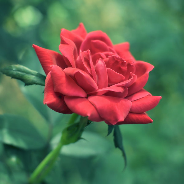 30 beautiful and romantic pictures of rose flower