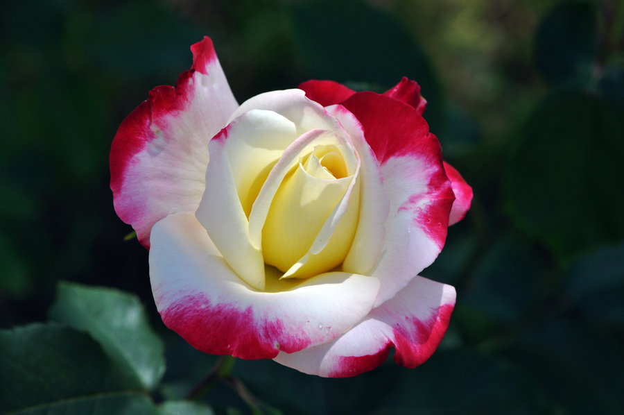 30 beautiful and romantic pictures of rose flower