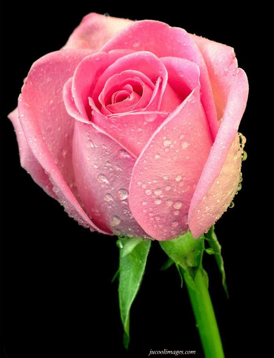 30 beautiful and romantic pictures of rose flower