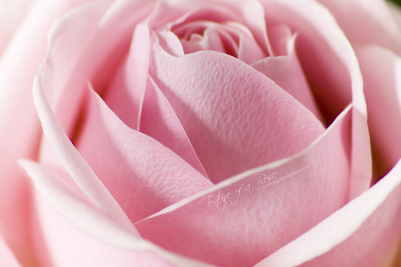 30 beautiful and romantic pictures of rose flower