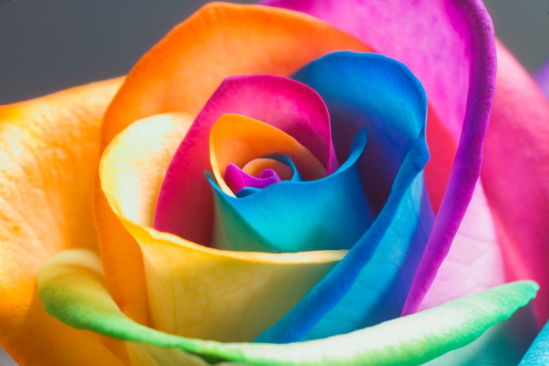 30 beautiful and romantic pictures of rose flower