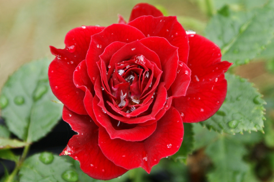 beautiful-red-rose