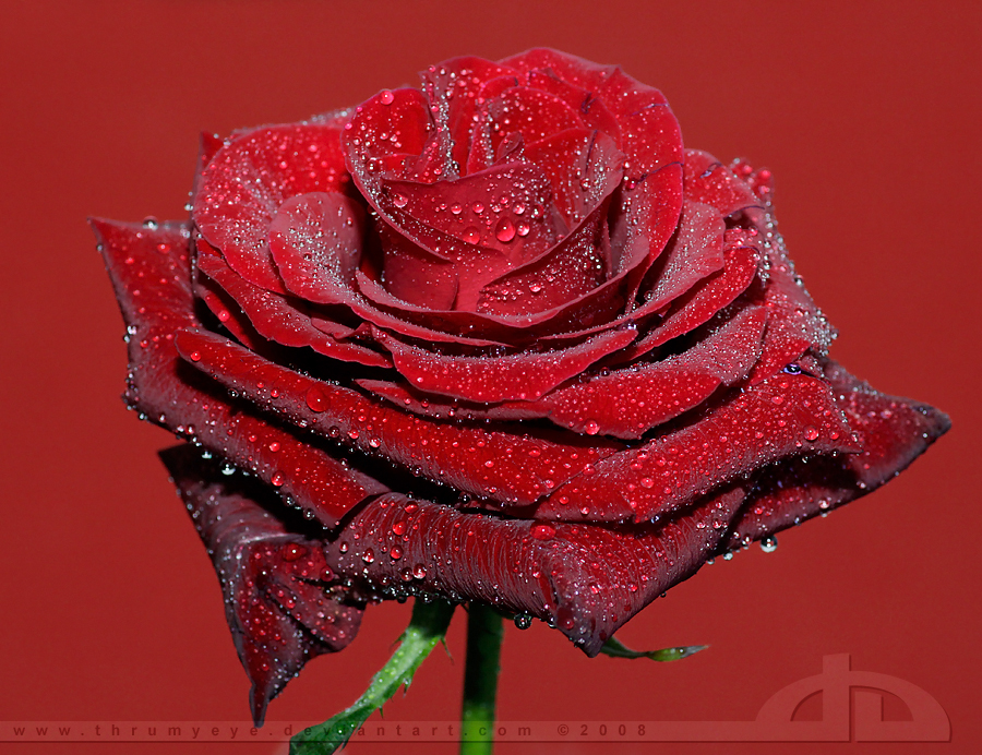 25+ Lovely and Beautiful Red Rose Pictures For Valentines
