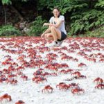 Christmas Island’s Red Crabs