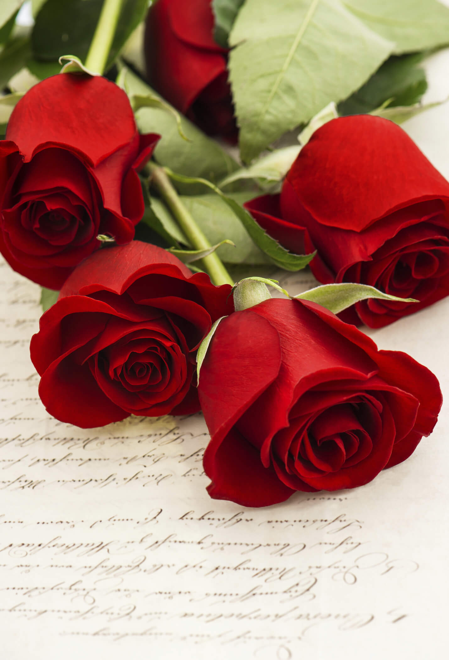 Choosing Best Flowers For Your Love: Know The Meaning Of Flowers