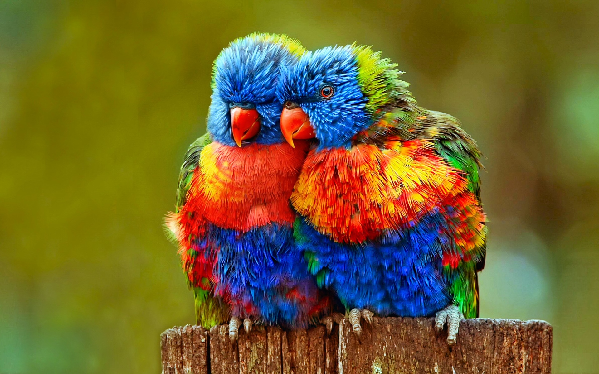30 Cute Bird Pictures with Most Beautiful Colors