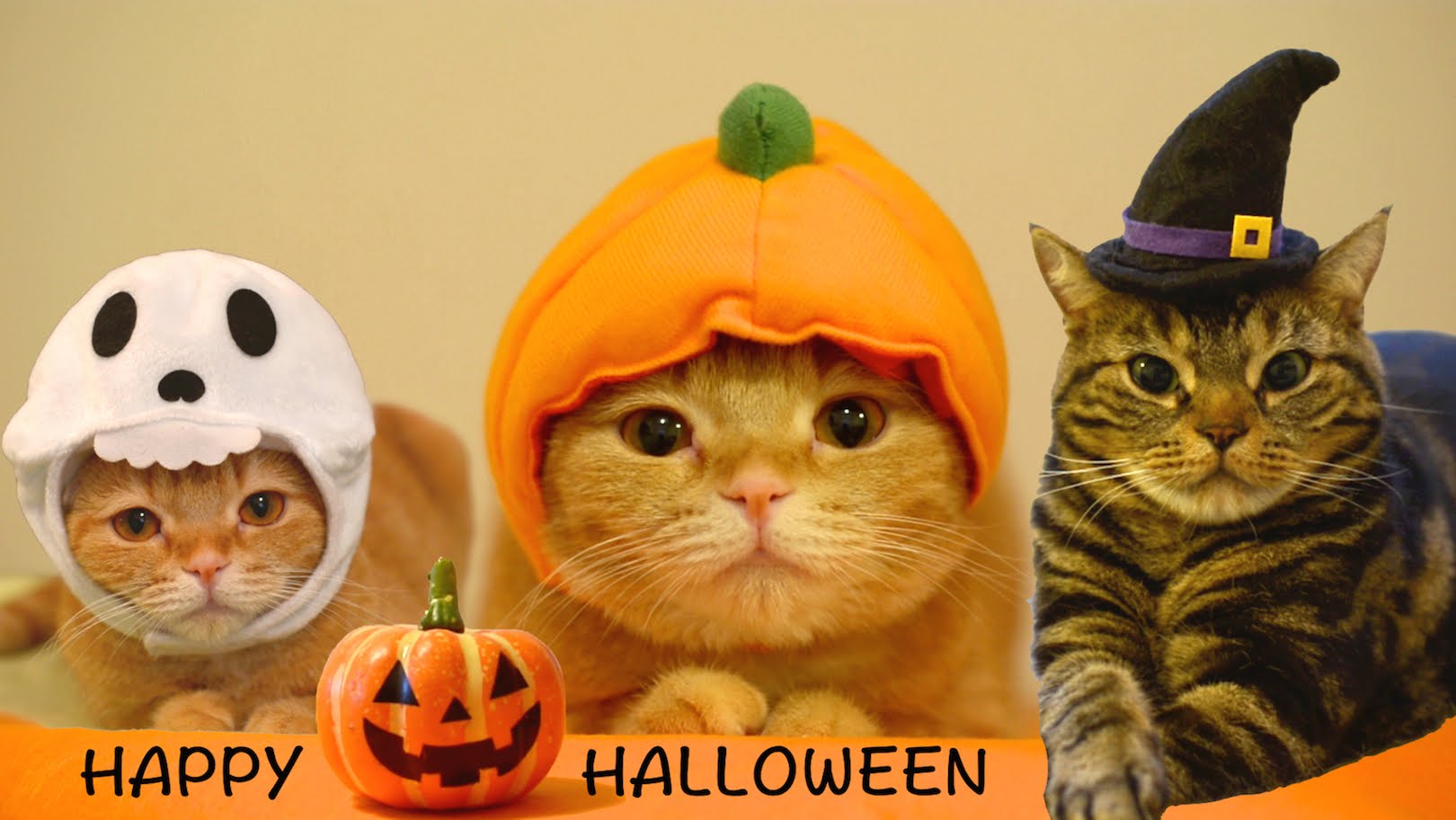35 Funny Halloween MemesPictures EntertainmentMesh