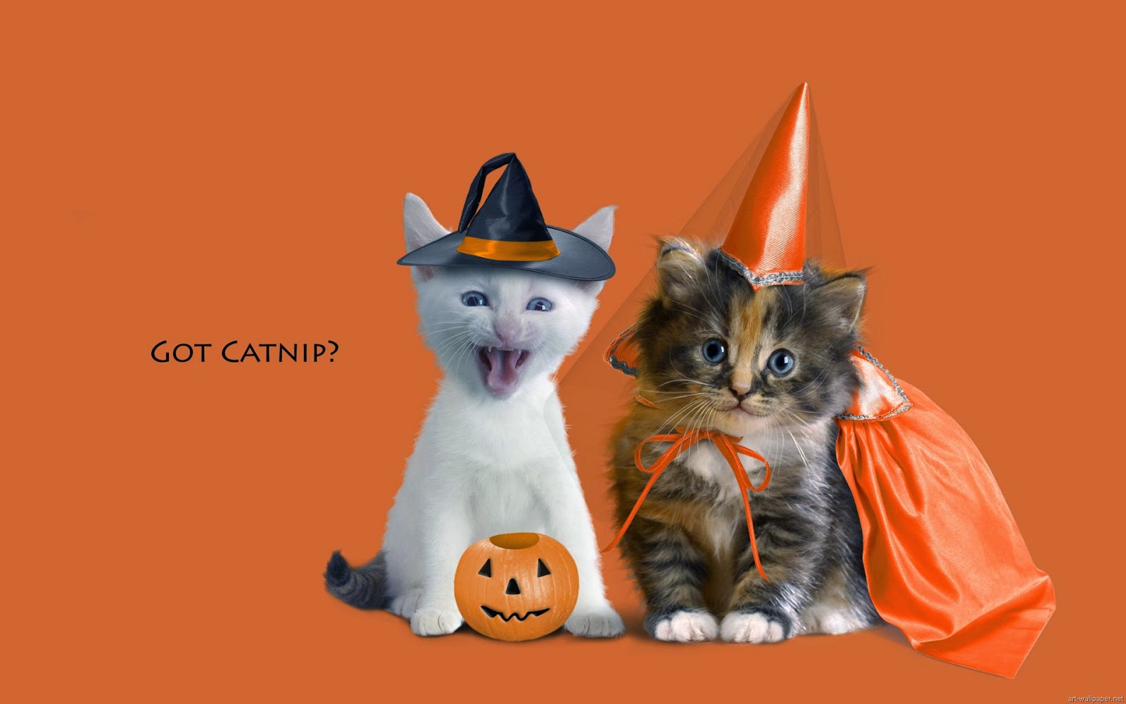 funny-halloween-cat-costume