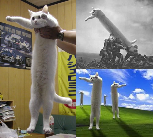 Long Cat Memes 1 Entertainmentmesh Images, Photos, Reviews