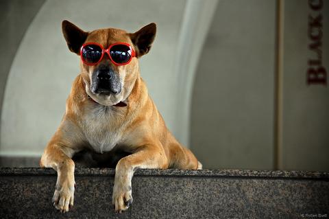 dog with sunglasses