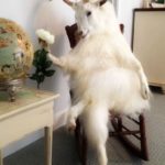 funny goat pictures
