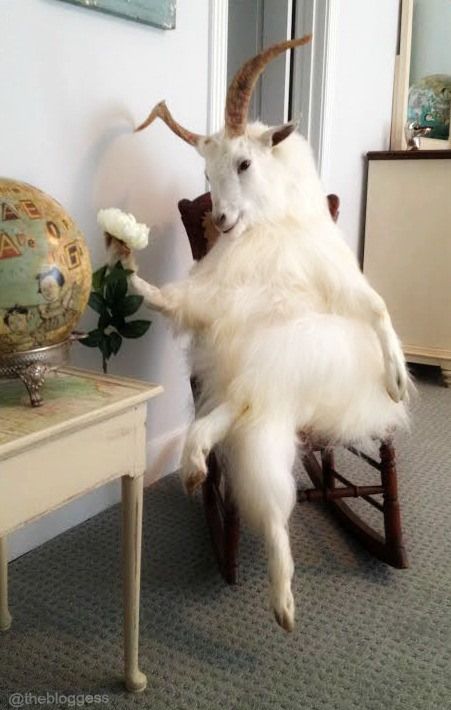 29 Adorable Funny Goat Pictures