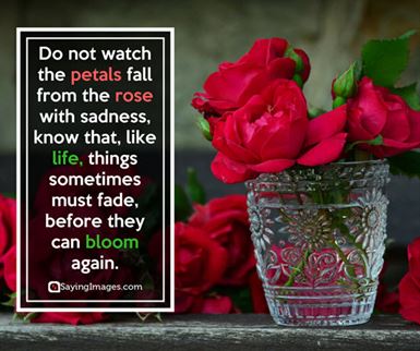rose flower love quotes