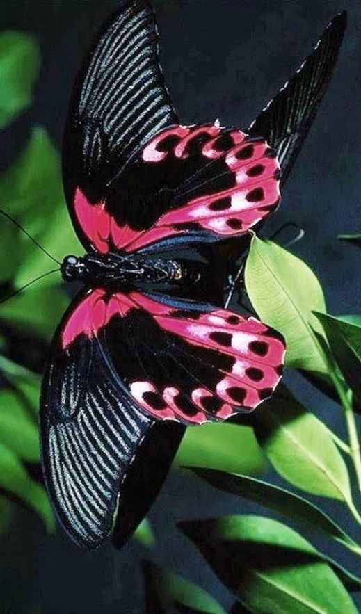 black and pink morpho butterfly
