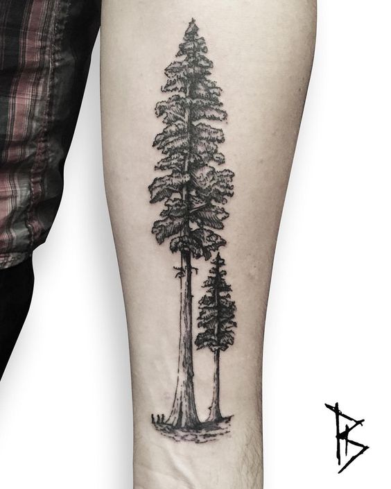 gorgeous evergreen tree tattoo on forearm
