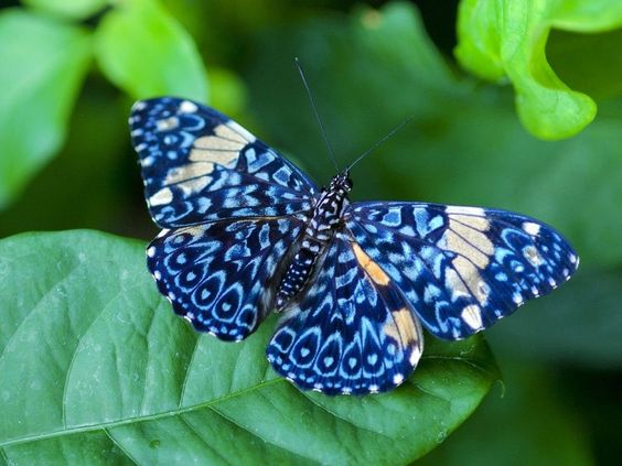 gossamer-winged-blue-white-butterfly