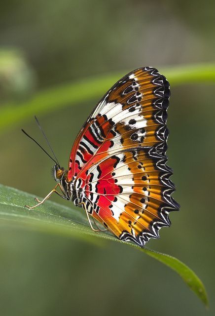 gulf fritillary butterfly