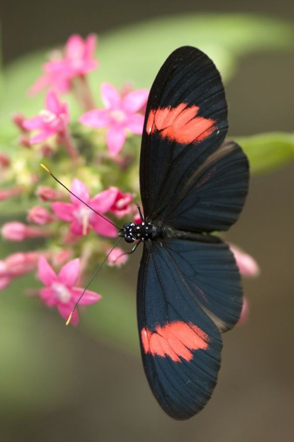 heliconius grey with neon orange