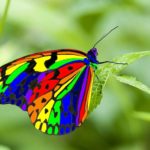 top 10 most beautiful butterflies in the world