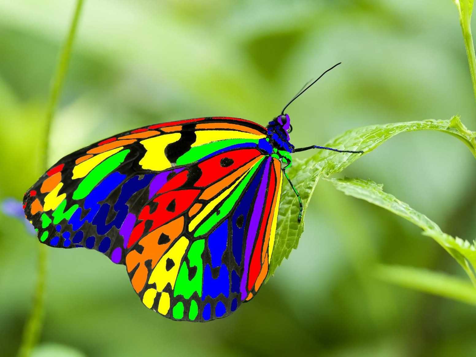 Top 10 Most Beautiful Butterflies In The World