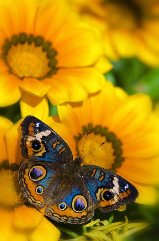 peacock pansy butterfly
