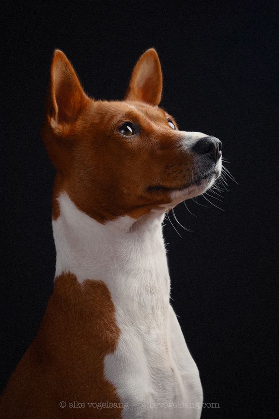 10-basenji dumbest dog breed in the world