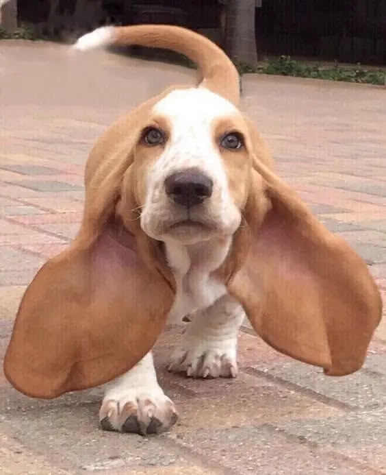 2-basset hound dumbest dog in the world