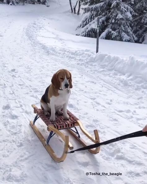4-beagle dumbest dog breed in the world