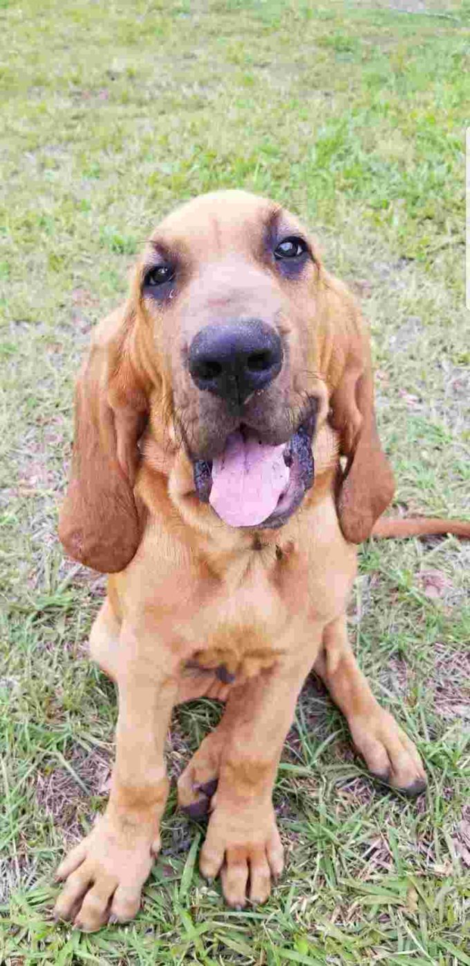8-bloodhound dumbest dog breed in the world