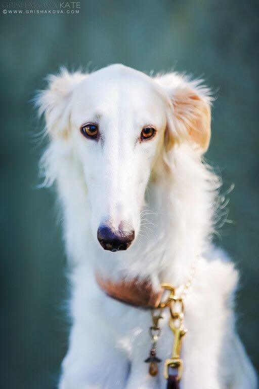 5-borzoi dumbest dog breed in the world