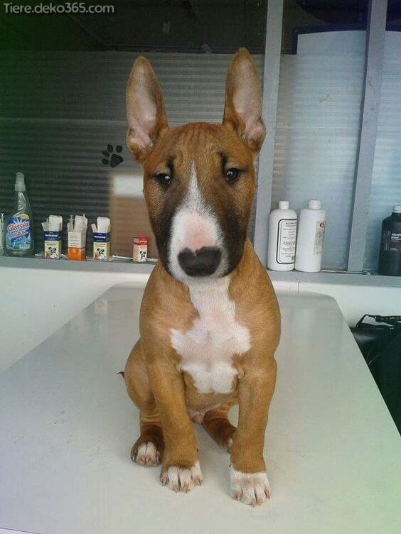 13-bull terrier dumbest dog breed in the world