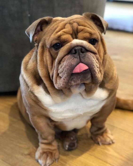 7-bulldog dumbest dog breed in the world
