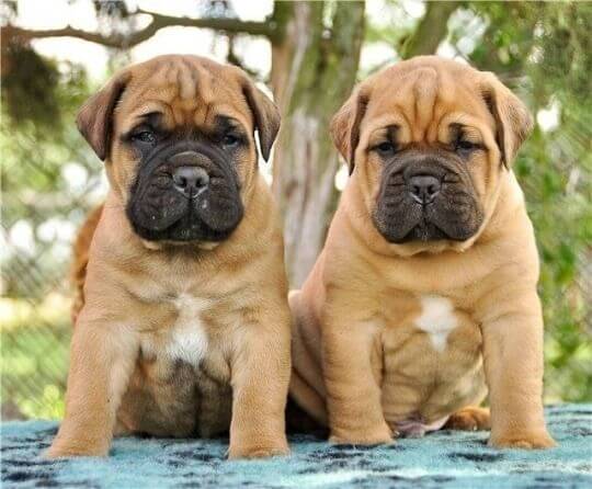 19-bullmastiff dumbest dog breed in the world