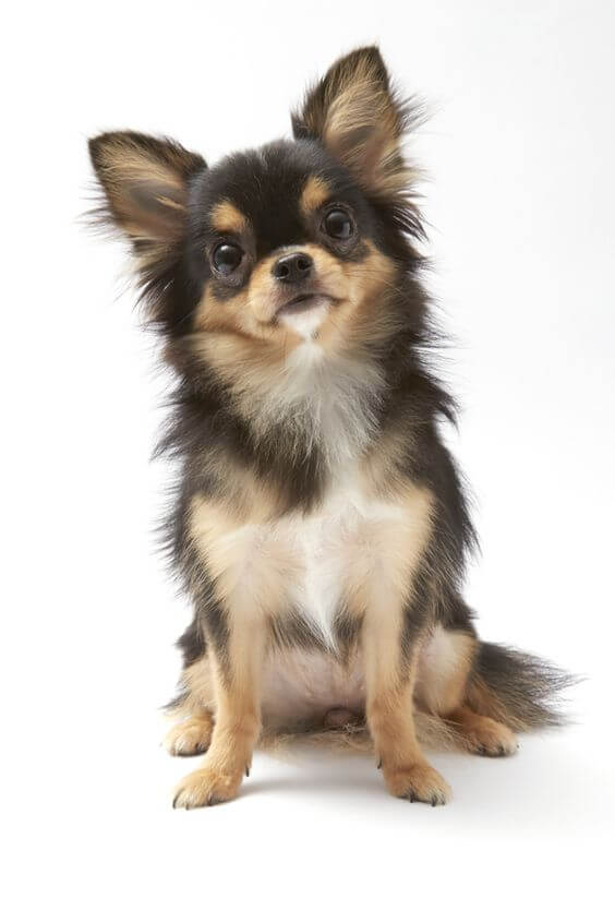 12-chihuahua dumbest dog breed in the world
