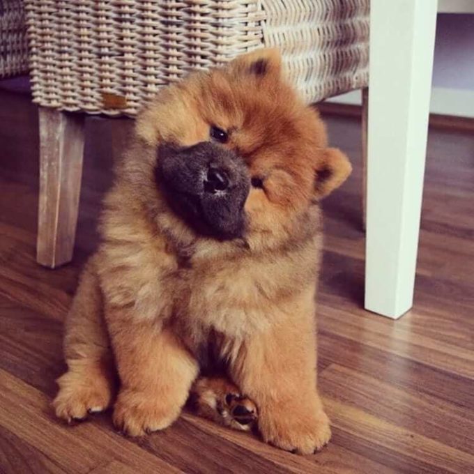9-chow chow dumbest dog breed in the world