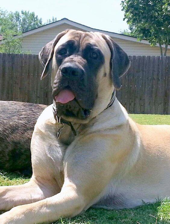 3-english mastiff dumbest dog in the world