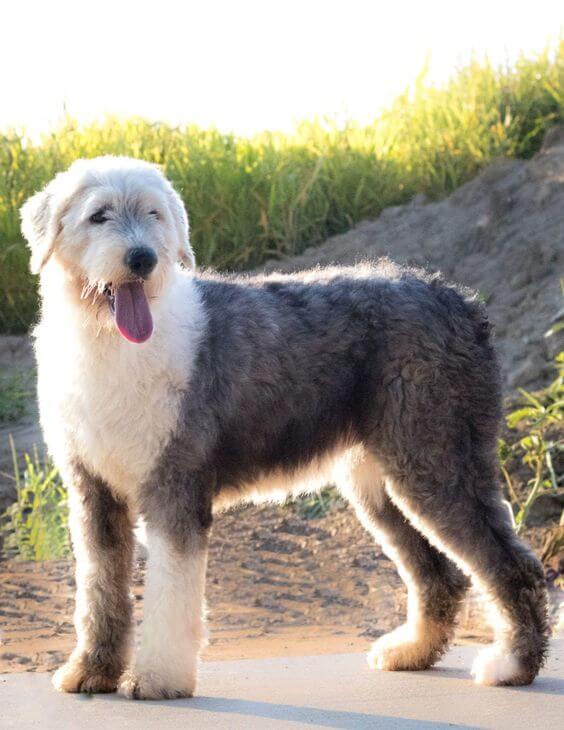 16-english sheepdog dumbest dog breed in the world