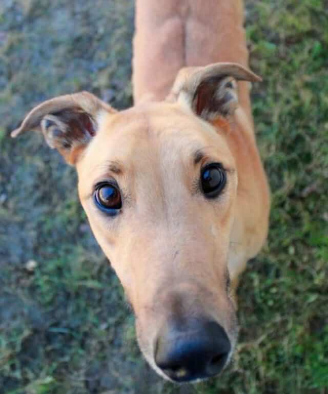 20-greyhound dumbest dog breed in the world