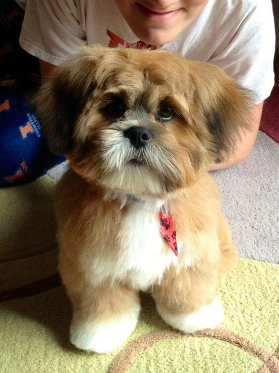 14-lhasa apso dumbest dog breed in the world