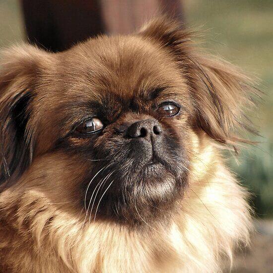 6-pekingese dumbest dog breed in the world