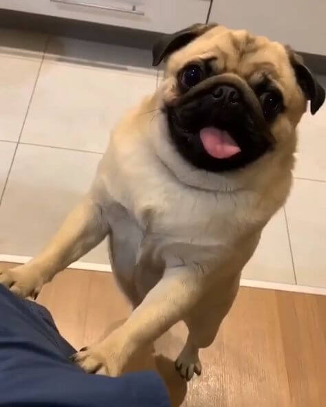 11-pug dumbest dog breed in the world