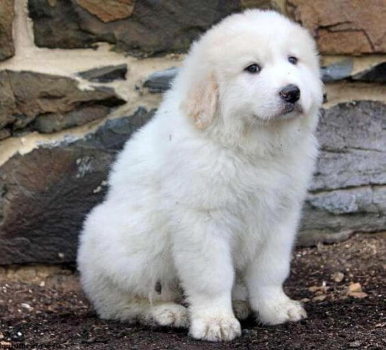 17-pyrenees dumbest dog breed in the world