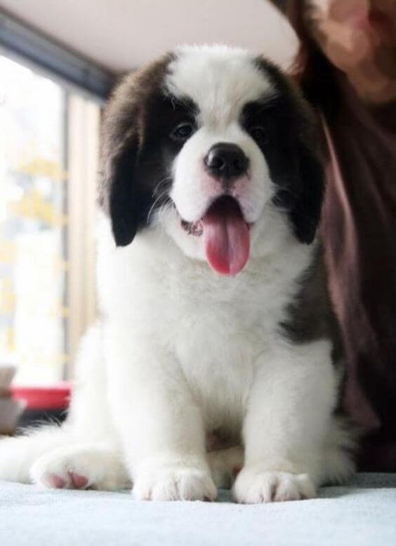 15-saint bernard dumbest dog breed in the world